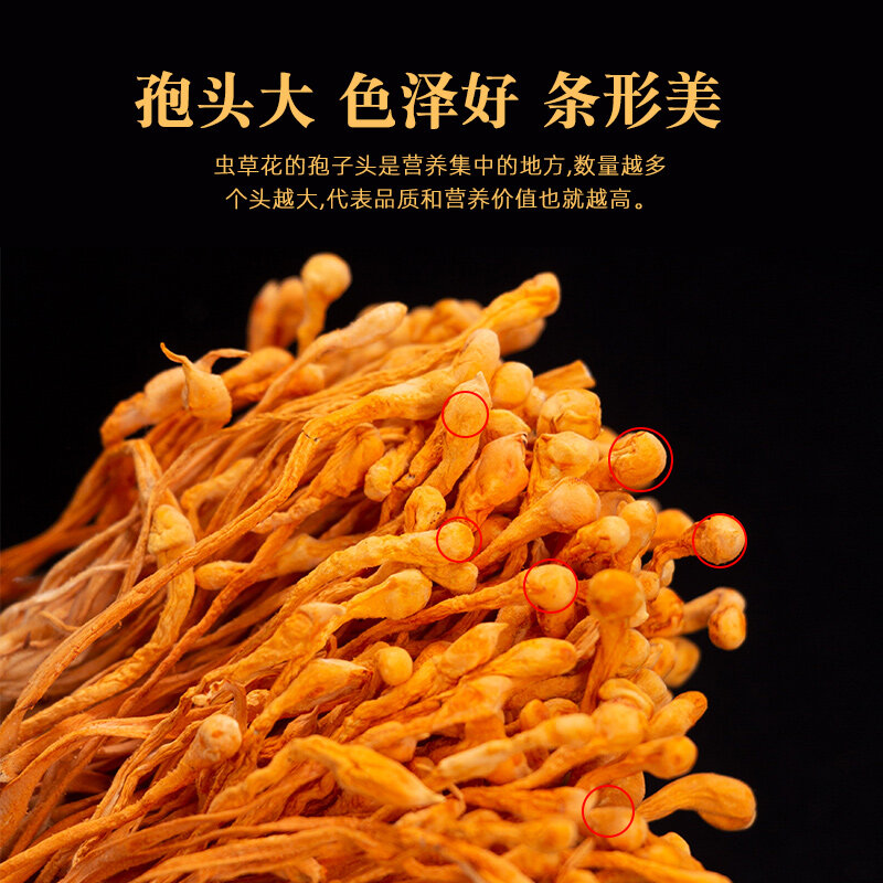 Cordyceps kwiat Cordyceps Sinensis Cordyceps Militaris/Chong Cao Hua/North Cordyceps ziołowe Cordyceps Flowe prezenty urodzinowe