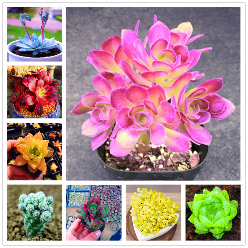Fleur de Cactus de Protection contre les radiations, 50 pièces, meuble de maison, 100%, floraison, armoire de salle de bain, N8H-S