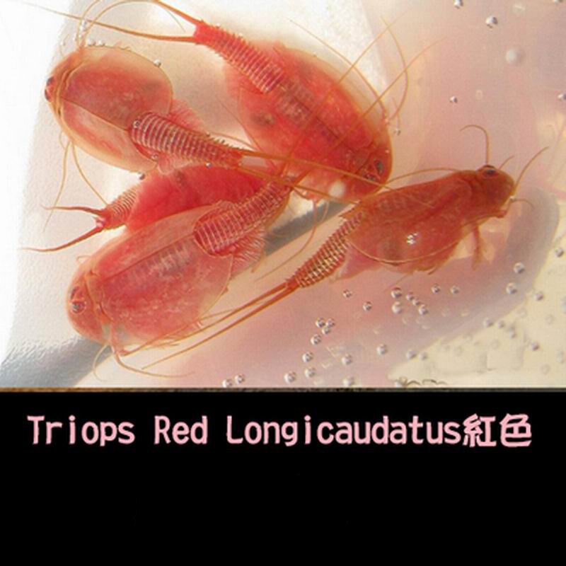 2022 80มม.Triops สีแดง Longicaudatus ไข่ยุคก่อนประวัติศาสตร์ Aquarium สัตว์เลี้ยง Triop ไข่คริสต์มาสของเล่นเพื่อการศึกษาเด็กตลก45ไข่/Lot