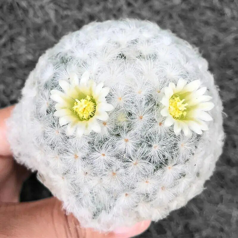50 Buah "Gynocalycium Mihanovichii Cactus-Feimudanjing" Dupa Mawar Berdaging Tanaman Alam Dupa Bunga Sukulen Segar