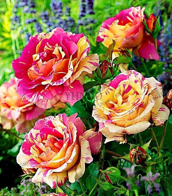 200 pçs raro arco-íris holland doce listra rosa sementes de flores casa jardim flor rara planta várias cores arco-íris rosa sementes