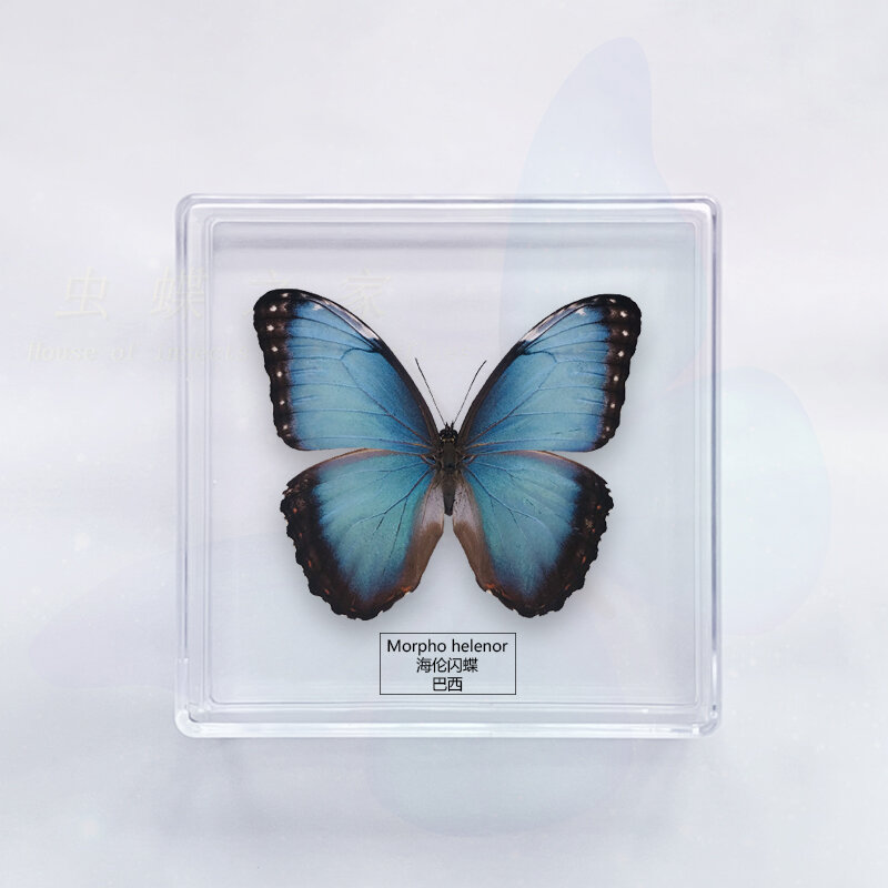 Butterfly Specimen Ornaments Photography Student Handcraft Children's Toys Birthday Gift Transparent Box