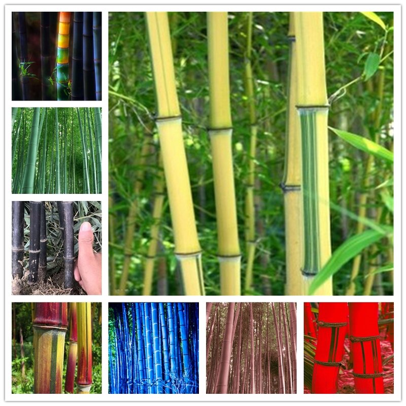 30Pcs 희귀 자이언트 Moso 대나무 Bambu 홈 가구 다채로운 Bambusa Lako 나무 나무 욕실 캐비닛 U9J-K