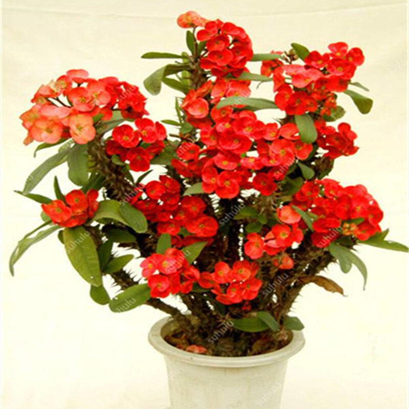 Euphorbia Milii-armario de baño de flores híbridas para el hogar, muebles de madera, coloridos, N6H-W, 100 piezas