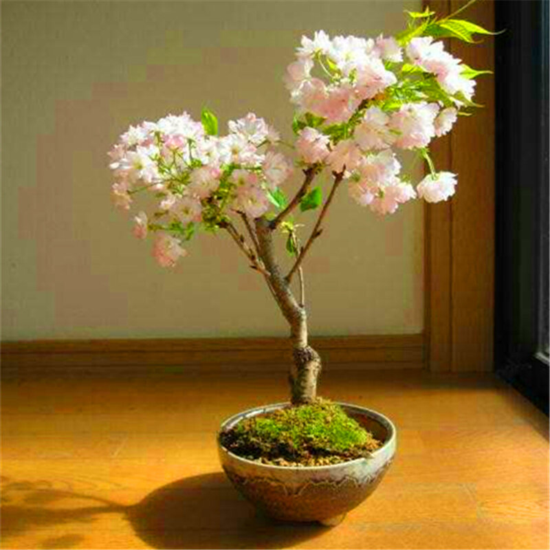 15Pcs Mini Sakura Hout Badkamermeubel Natuur Geur Leuke Sakura Bomen Meubelen C8J-E