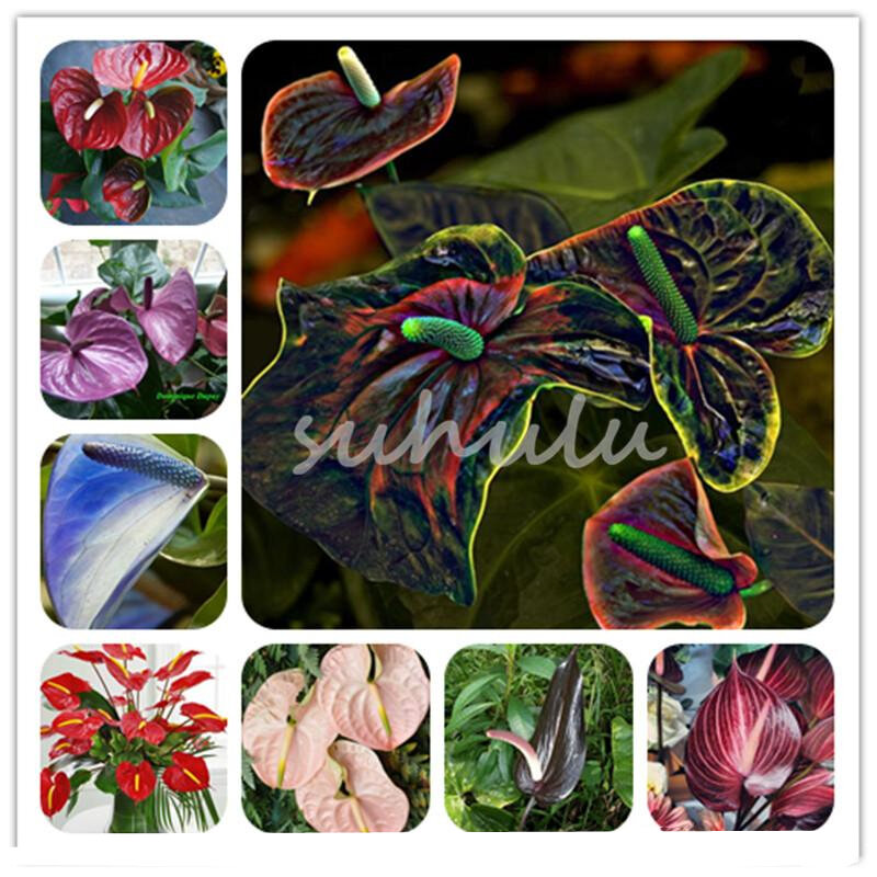 30 Chiếc Hỗn Hợp Anthurium Hoa Nội Thất Gia Đình Lâu Năm Loài Thực Vật Phối Màu Hoa Gỗ Phòng Tắm Tủ Z2I-L