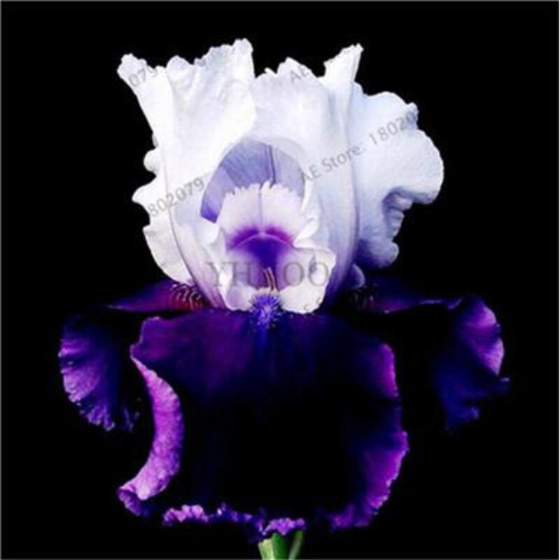 200Pcs ที่มีสีสัน Iris ดอกไม้บ้านเฟอร์นิเจอร์หายากพืช Heirloom Tectorum ดอกไม้ยืนต้นไม้ห้องน้ำ M0L-D