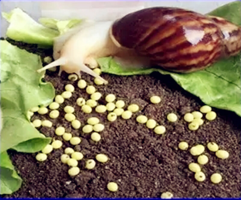 10 Buah/Lot Telur Siput Menetas Telur Giok Putih Telur Siput Berkembang Biak Eksperimental Hias Taman Kanak-kanak Mengajar Mainan Siput Kecil