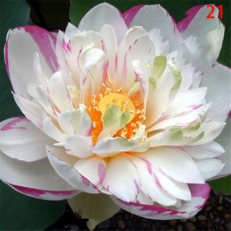3個の蓮の種子,アロマテラピー,高品質の香り,D1J-O