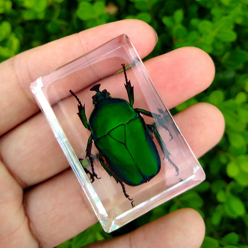 Criativo pequenos ornamentos real inseto espécimes transparente resina jardim de infância brinquedo de observação ensino escorpião aranha besouro
