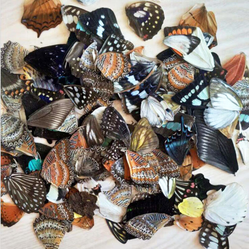 Stiker Kreatif Perhiasan Buatan Tangan DIY Sayap Kupu-kupu Asli Perlengkapan Seni dan Kerajinan Resin Kemasan Ukuran Campuran