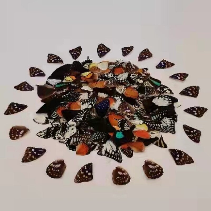 Real butterfly wings DIY handmade jewelry creative stickers mixed size packaging resin arts and crafts supplies