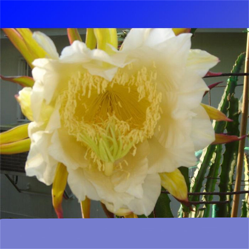 100 قطعة بذور Pitaya الحلو الروائح البخور الفواكه الزهور النباتات عبق البخور G2Z-O