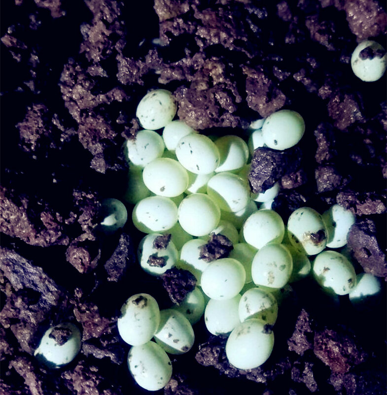 10 PÇS/LOTE Ovos de Ovos Para Incubação de Ovos de Caracol Caracol Jade Branco Criação Ornamental Experimental Ensino Caracol Pequeno Brinquedos do jardim de Infância