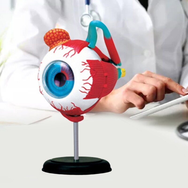 Modelo de globo ocular anatómico, instrumento de aprendizaje y enseñanza médica, recursos de enseñanza de ciencias médicas, nuevo envío directo