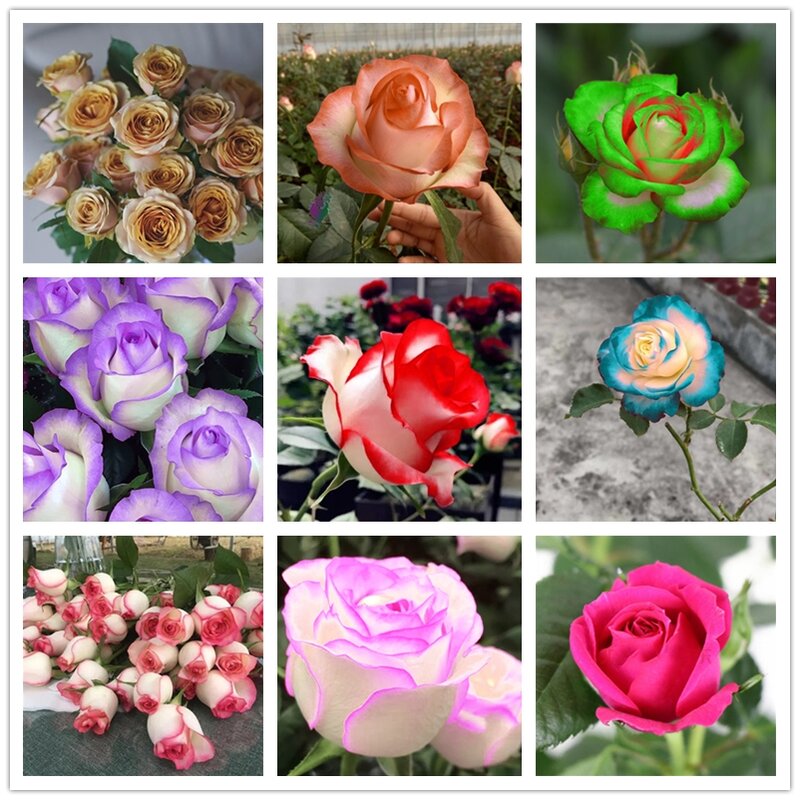 100Pcs New Rugosa Rose Flower Home Furniture Fragrant Perennial Rose Colorful Double Petal Flowers Wood Bathroom Cabinet Y1B-J