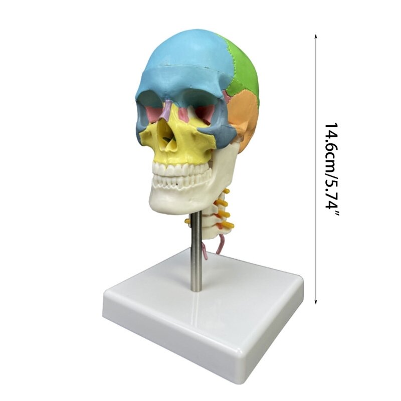 نموذج تشريحي لجمجمة الإنسان الملونة 1/2 نموذج جمجمة الرأس مع فقرة عنق الرحم جديد دروبشيب