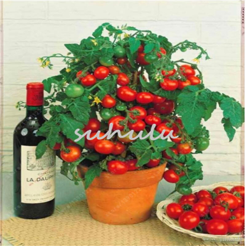 150Pcs Bunte Früchte Tomaten Blume Hause Möbel Organische Bunte Kirsche Tomaten Baum Holz Bad Schrank S5C-K