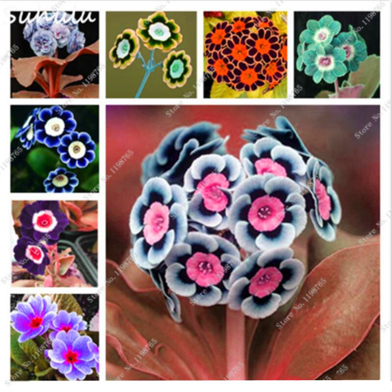 100 Cái Nhiều Màu Sắc Châu Âu Hoa Anh Thảo Hoa Nội Thất Gia Đình Thơm Thực Vật Primula Malacoides Hoa Gỗ Phòng Tắm Tủ U7X-A