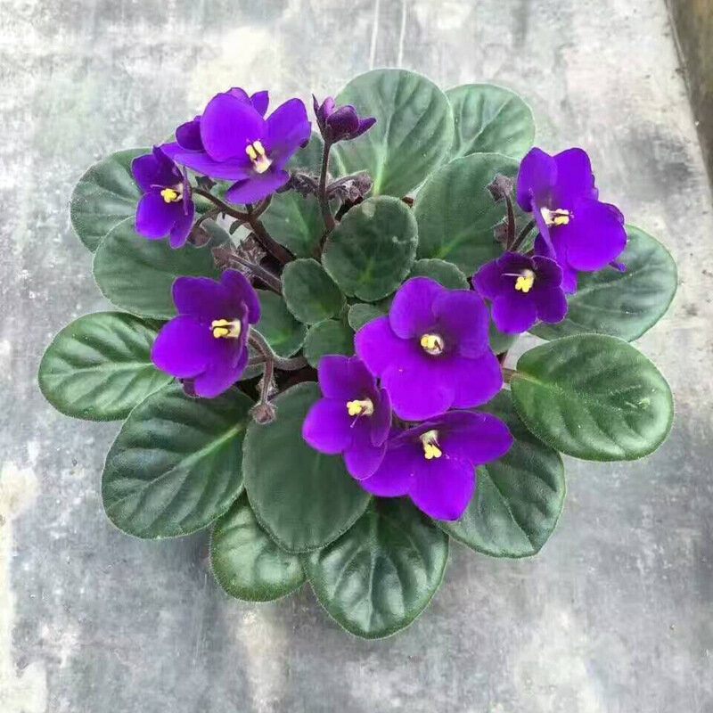 200Pcs Meerdere Kleuren Afrikaanse Violet Hout Badkamermeubel Geurige Violet Bloemen Meubelen A9F-P