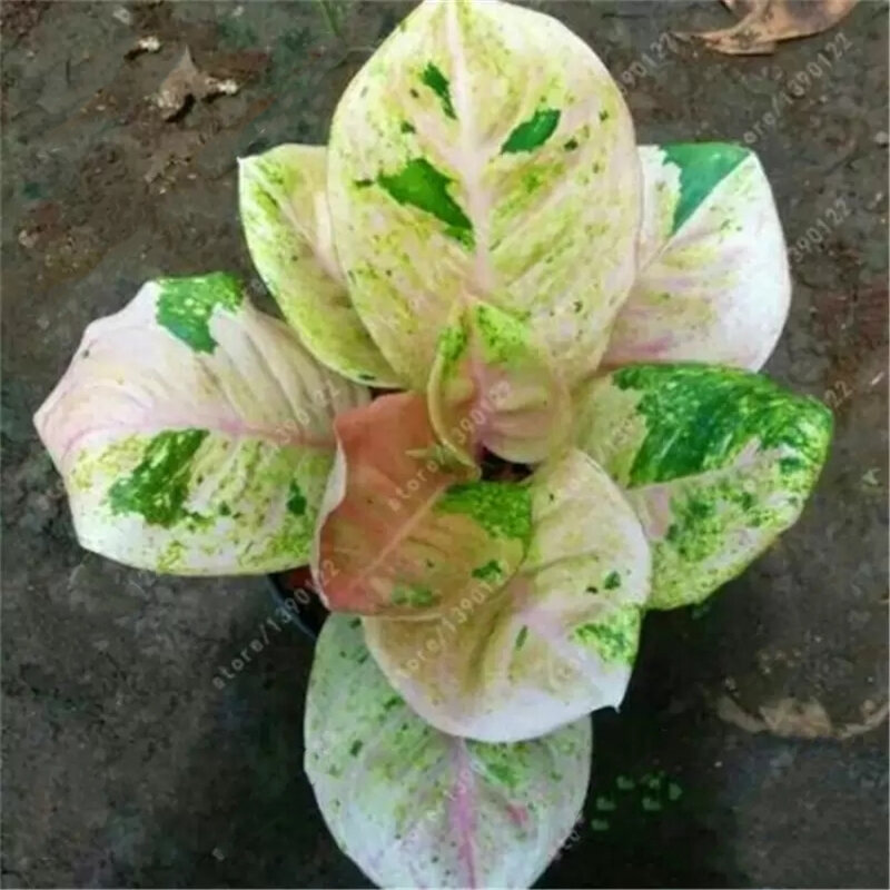 100 قطعة Aglaonema 'Pink Dud' ، فسيفساء النباتات المعمرة دائمة الخضرة بذور زهرة ملون خزانة حمام أثاث خشبي G7J-K