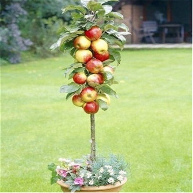 30Pcs Plant Bonsai Super Sweet Dwarf Apple Tree Garden Home Furniture Climbing Fruits Flowers Wood Bathroom Cabinet K5A-I
