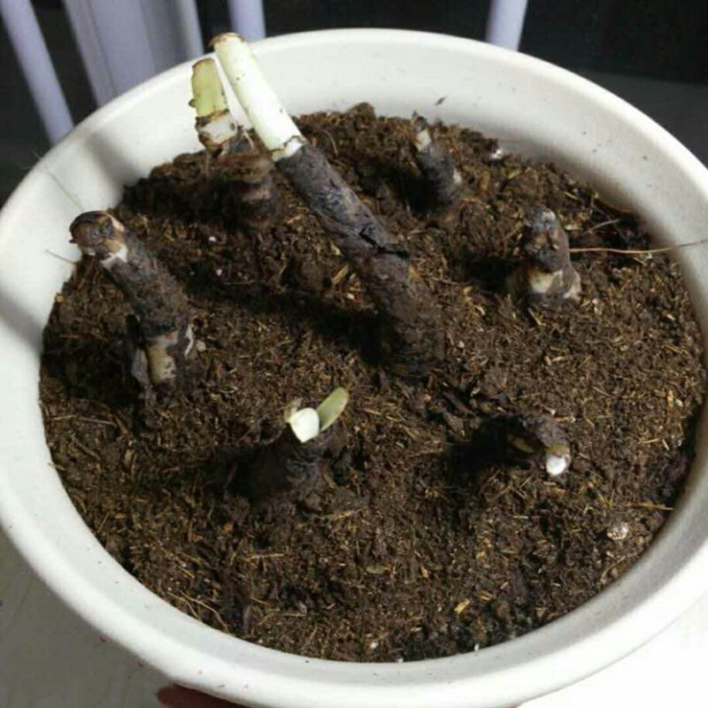 1 pçs colorido amaryllis sementes lâmpada aromaterapia incenso hippeastrum vittatum flor perfumado incenso O2B-W