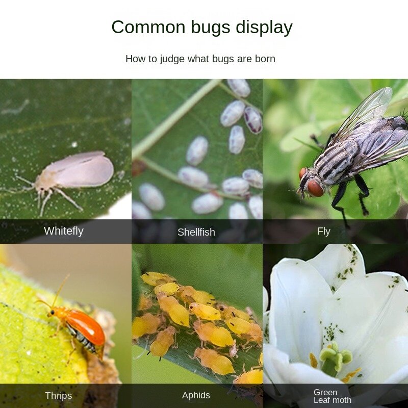Insectos suculentos de escala, pequeños insectos blancos, insectos voladores, áfidos, insectos que expulsan flores