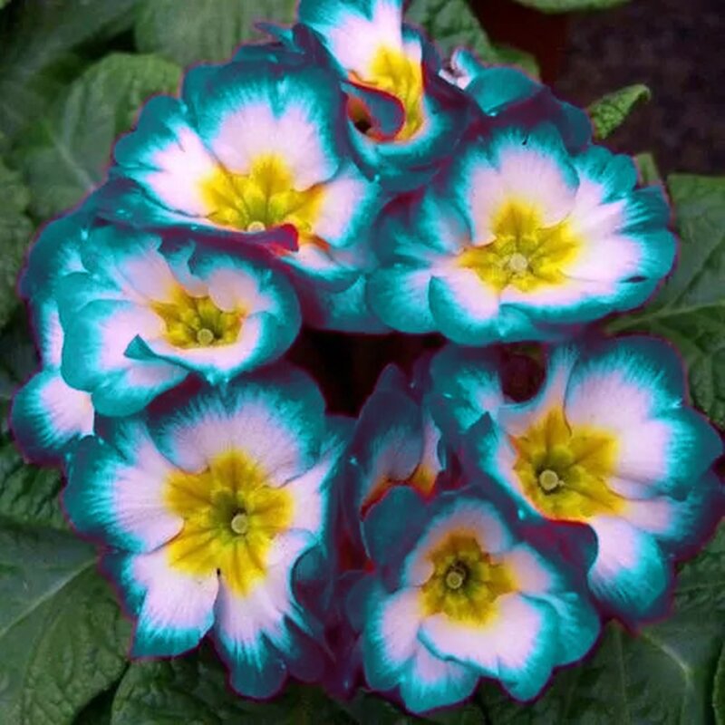 100 Buah Warna-warni Eropa Primrose Bunga Furnitur Rumah Tanaman Harum Primula Malcoides Bunga Kayu Kamar Mandi Kabinet U7X-A