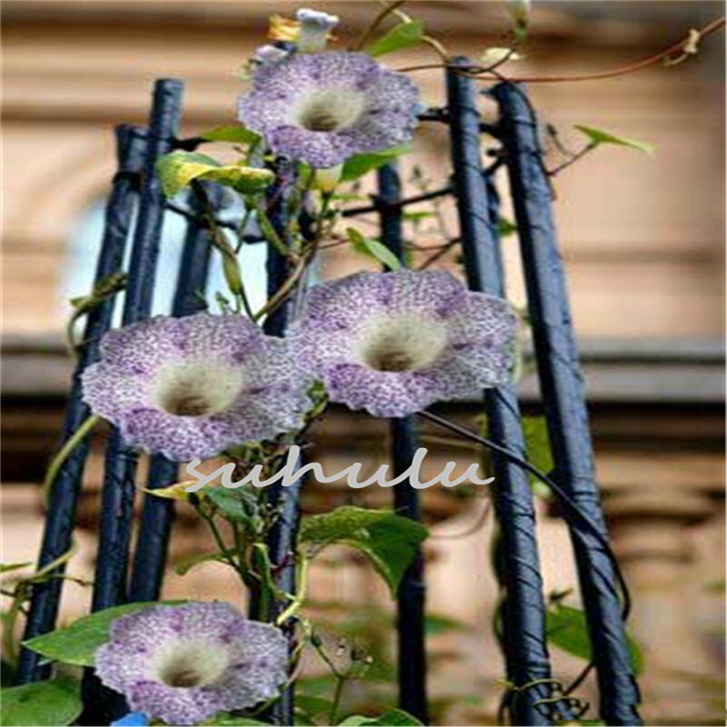 100Pcs 향기로운 등반 Gloxinia 꽃 씨앗 다채로운 욕실 캐비닛 혼합 Sinningia Gloxinia 나무 홈 가구 T9N-S