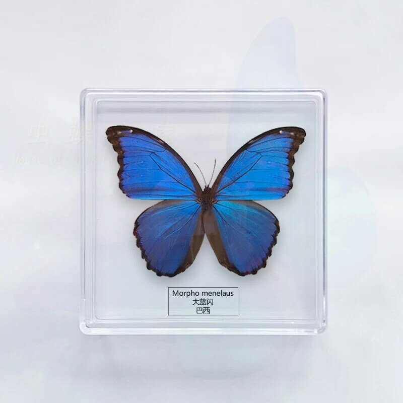 나비 견본 장식품 사진 학생 공예 어린이 장난감 생일 선물 투명 상자