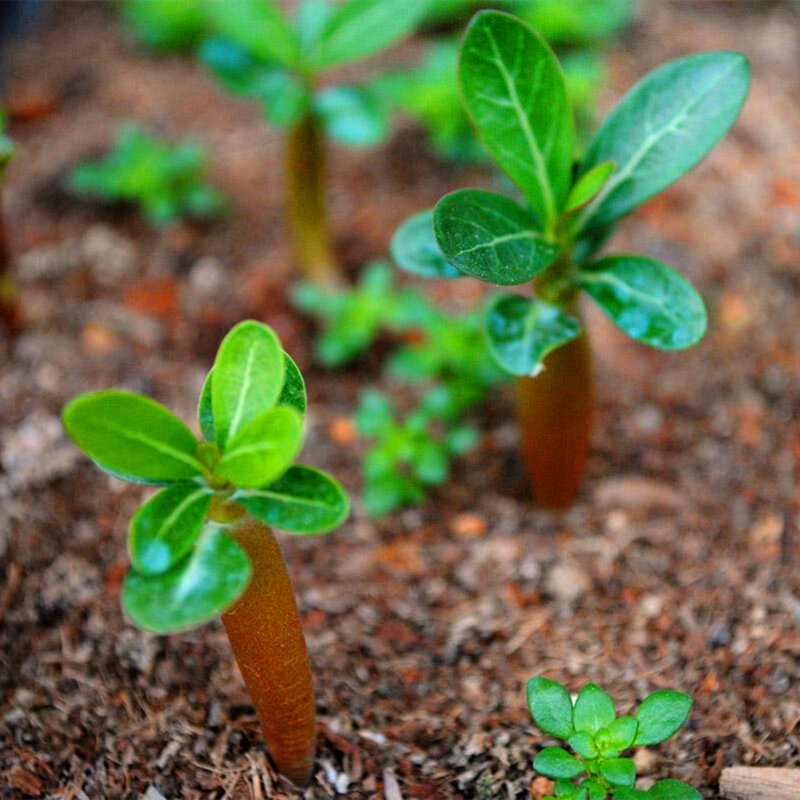 2 Stks/partij Plant Bonsai Somalische Desert Rose Bloem Tuin Meubelen Kleurrijke Adeniumobesum Hout Badkamermeubel G6N-I