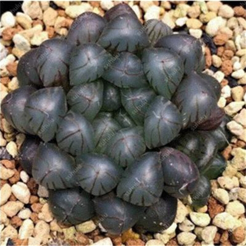 50 Stuks Plant Geurige Vlezige Shining Succulenten Tuin Badkamermeubel Leuke Cactus Houten Meubelen C3V-U