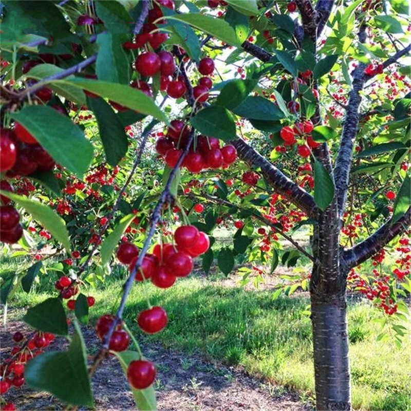 15 pçs sementes de cereja doce aromaterapia incenso legumes frutas perfumadas incenso D2K-E