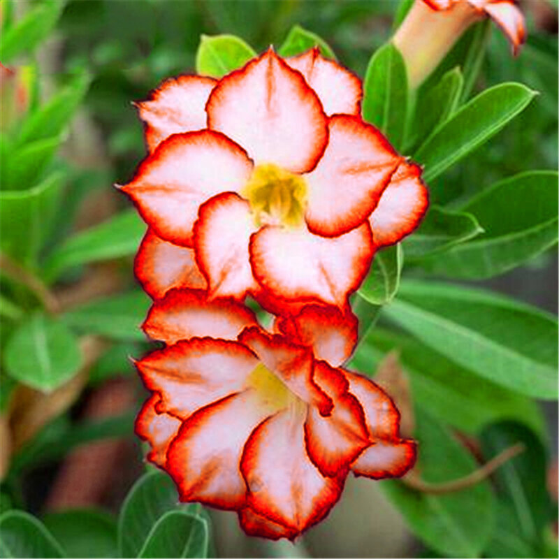 2Pcs/lot Plant Bonsai Somali Desert Rose Flower Garden Home Furniture Colorful Adenium Obesum Wood Bathroom Cabinet G6N-I