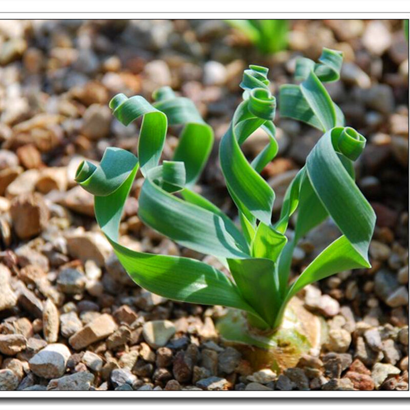 150 Buah Rumput Musim Semi Tanaman Sukulen Pot Rumah Kamar Mandi Kabinet Eksotis Rumput Spiral Bunga Kayu Furnitur Rumah Y4K-A