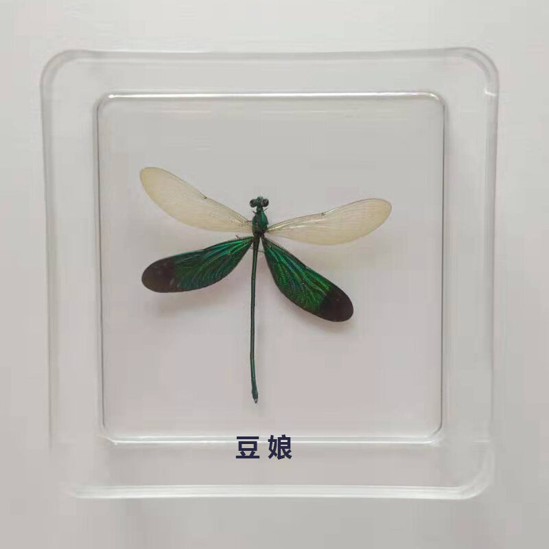Echt Insect Specimen Blad Mantis Creobroter Gemmatus Onderwijs Populaire Wetenschap Hobby Collection Tentoonstelling Woonaccessoires