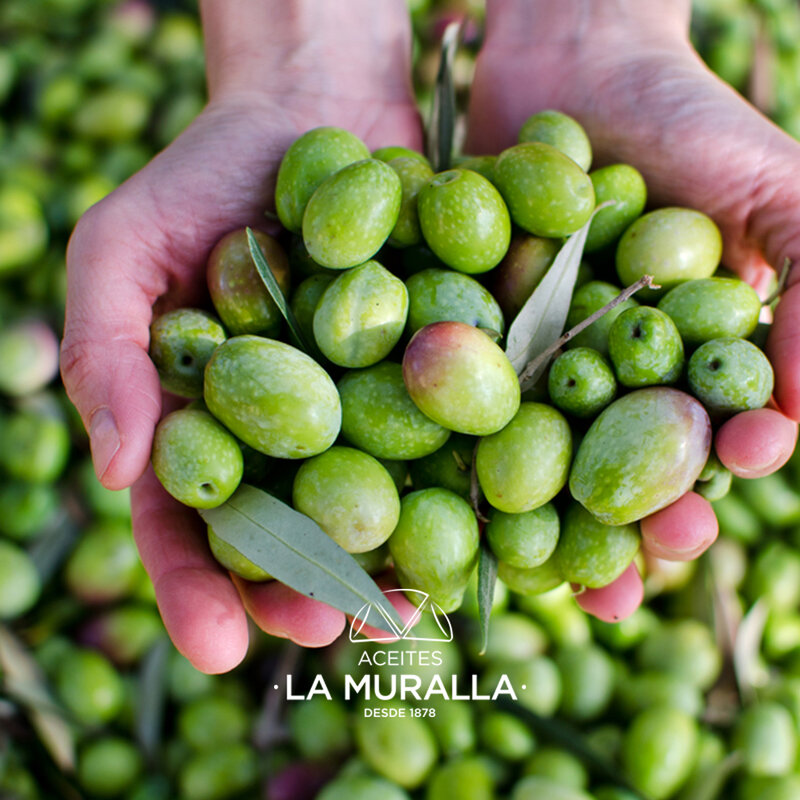 Extra reines olivenöl Premium, olive, Hojiblanca vielzahl, 500 ml flasche, kalten extraktion, AOVE 100% natürliche