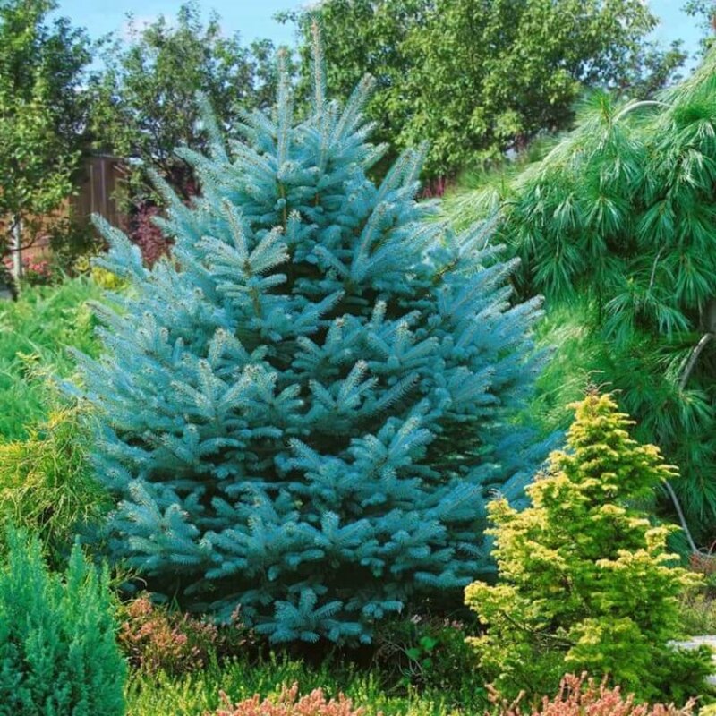 Semillas de abeto azul, 30 piezas, Conifers