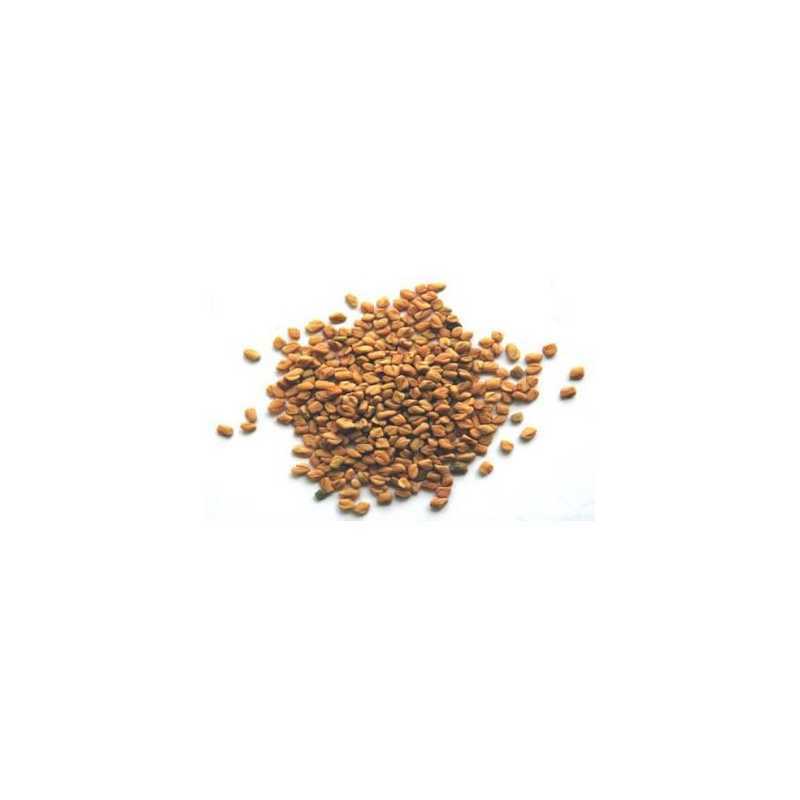 Fenogreco semillas o alholvas semillas, semillas nutritivas y digestivas paquete de 1000 gr- Especias Pedroza