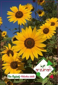 Zier Sunflower Seed 50 Pcs