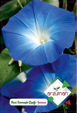 Blue Ivy Flower Seed    30 Seeds