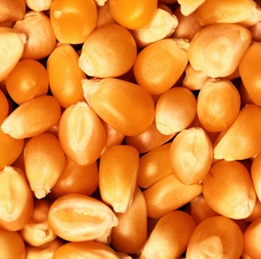 Крупное зерно кукурузы попкорн СнэкЛидер, 1200 г