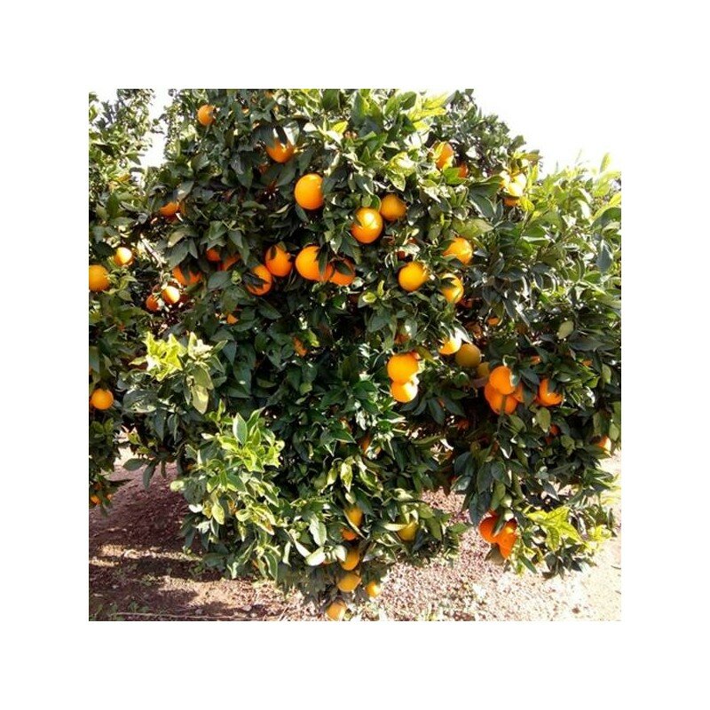 Pomarańcze Navelina, 10 kg na stół. Znajduje się w safrze-Valldigna