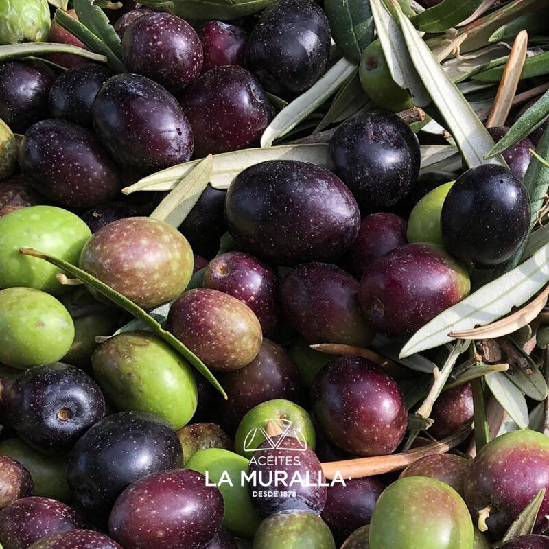 Экстра натуральное оливковое масло 5 л (2 бутылки), кортиджо-ла-муралла, разнообразие Hojiblanca, холодная экстракция, AOVE 100% натуральное